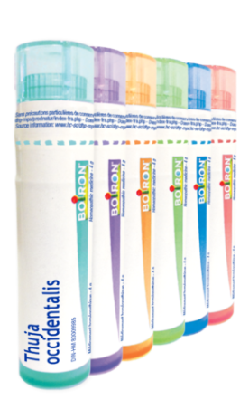 Thuja occidentalis  9 CH