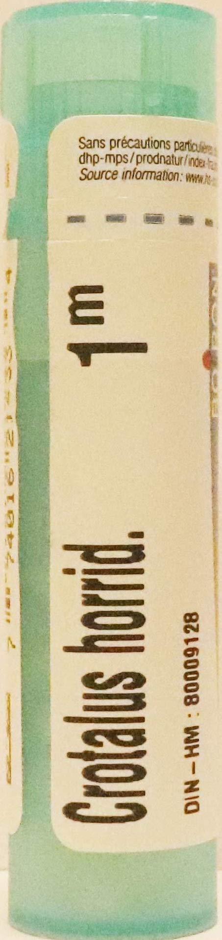 Crotalus Horridus 1M