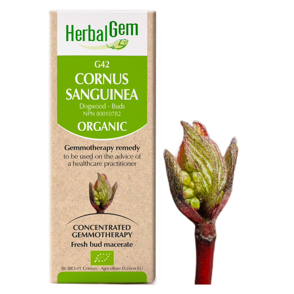 HerbalGem - Cornus sanguinea - 30 ml