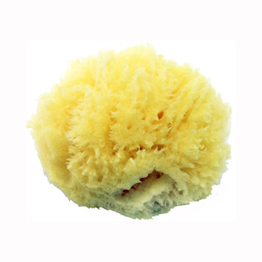 AXEL KRAFT-COSMETIC SEA SPONGE