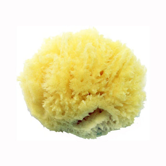 AXEL KRAFT-SEA SPONGE, LARGE
