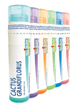 Cactus Grandiflorus  6 CH