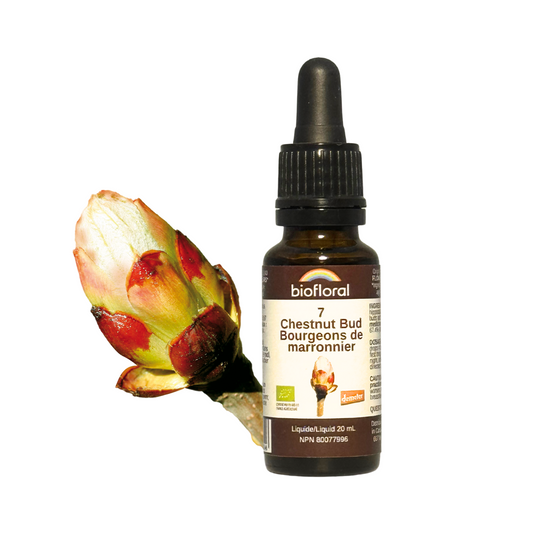 Biofloral - Chestnut Bud - 20 ml