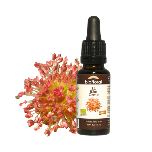 Biofloral - Elm - 20 ml