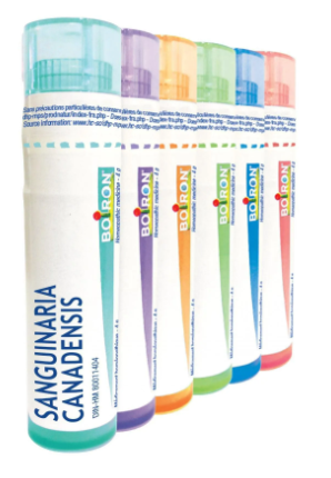 Sanguinaria Canadensis  6 CH