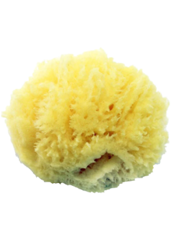 AXEL KRAFT-SEA SPONGE, SMALL